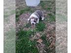 Bulldog PUPPY FOR SALE ADN-763607 - Candys first litter