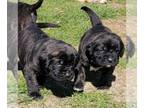 Mastiff PUPPY FOR SALE ADN-763678 - English Mastiff Puppies