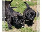 Mastiff PUPPY FOR SALE ADN-763678 - English Mastiff Puppies ONLY 1 FEMALE