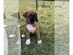 Boxer PUPPY FOR SALE ADN-763825 - AKC Registrable Boxer Puppies