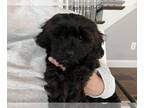 Shih-Poo PUPPY FOR SALE ADN-763637 - Shih poo Male Microchipped Neutered