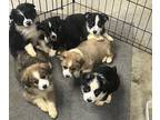 Aussie-Corgi PUPPY FOR SALE ADN-763814 - Mini Aussie corgi mix puppies litter