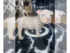 American Bully PUPPY FOR SALE ADN-763698 - American bully puppies