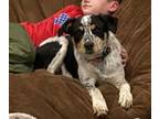 Texas Heeler DOG FOR ADOPTION ADN-763780 - Farm dog