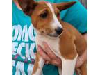 Basenji Puppy for sale in Dallas, TX, USA