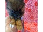 Pomeranian Puppy for sale in Shipshewana, IN, USA