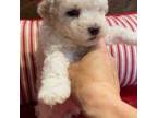 Poodle (Toy) Puppy for sale in Danville, KY, USA