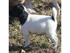 Parson Russell Terrier Puppy for sale in Raymond, MN, USA