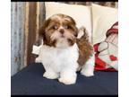 Shih Tzu Puppy for sale in Warren, TX, USA