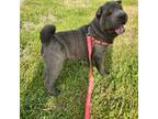 Chinese Shar-Pei Puppy for sale in Hagerstown, IN, USA