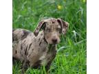 Catahoula Leopard Dog Puppy for sale in Livingston, TN, USA