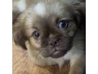 Shih Tzu Puppy for sale in Winnsboro, TX, USA