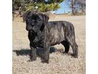 Bullmastiff Puppy for sale in Saint Francis, KS, USA