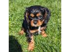 Cavalier King Charles Spaniel Puppy for sale in Albion, NY, USA