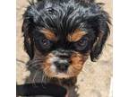Cavalier King Charles Spaniel Puppy for sale in Albion, NY, USA
