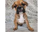 Mutt Puppy for sale in Cape Canaveral, FL, USA