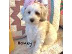 Australian Labradoodle Puppy for sale in Humble, TX, USA