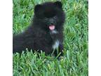 Pomeranian Puppy for sale in Coral Springs, FL, USA