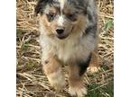 American Shepherd Litter