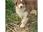 American Shepherd Litter