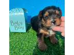 Yorkshire Terrier Puppy for sale in Stony Point, NC, USA