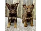 German Shepherd Dog Puppy for sale in Boonville, IN, USA