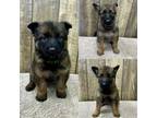 German Shepherd Dog Puppy for sale in Boonville, IN, USA