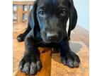 German Shorthaired Pointer Puppy for sale in Seneca, KS, USA