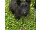 Scottish Terrier Puppy for sale in Noble, IL, USA
