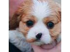 Cavalier King Charles Spaniel Puppy for sale in Tulsa, OK, USA