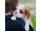 Cavalier King Charles Spaniel Puppy for sale in Tulsa, OK, USA
