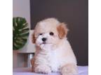 Maltipoo Puppy for sale in Vestavia Hills, AL, USA