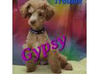 Poodle (Toy) Puppy for sale in Thomasville, AL, USA