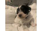 Schnauzer (Miniature) Puppy for sale in Orlando, FL, USA