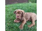 Neapolitan Mastiff Puppy for sale in Kansas City, MO, USA