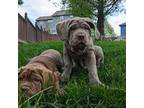 Neapolitan Mastiff Puppy for sale in Kansas City, MO, USA