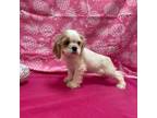 Cocker Spaniel Puppy for sale in Cherry Valley, CA, USA