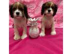 Cocker Spaniel Puppy for sale in Cherry Valley, CA, USA