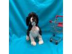 Cocker Spaniel Puppy for sale in Cherry Valley, CA, USA