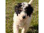 Mutt Puppy for sale in Longmont, CO, USA