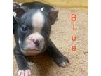 Boston Terrier Puppy for sale in Sonora, KY, USA