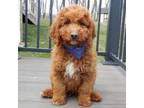 Cavapoo Puppy for sale in Berlin, OH, USA