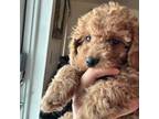 Poodle (Toy) Puppy for sale in Miami Gardens, FL, USA