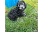 Hollys poodle male 2