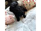 Poodle (Toy) Puppy for sale in Decatur, GA, USA