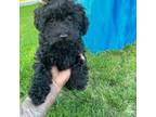 Hollys poodle female