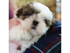 Shih Tzu Puppy for sale in Chattanooga, TN, USA