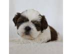 Shih Tzu Puppy for sale in Chattanooga, TN, USA