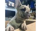 French Bulldog Puppy for sale in Miami Gardens, FL, USA