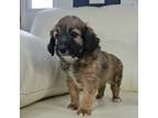 Mutt Puppy for sale in Moravia, IA, USA